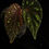 Thumbnail: Begonia sp Vietnam green dots 