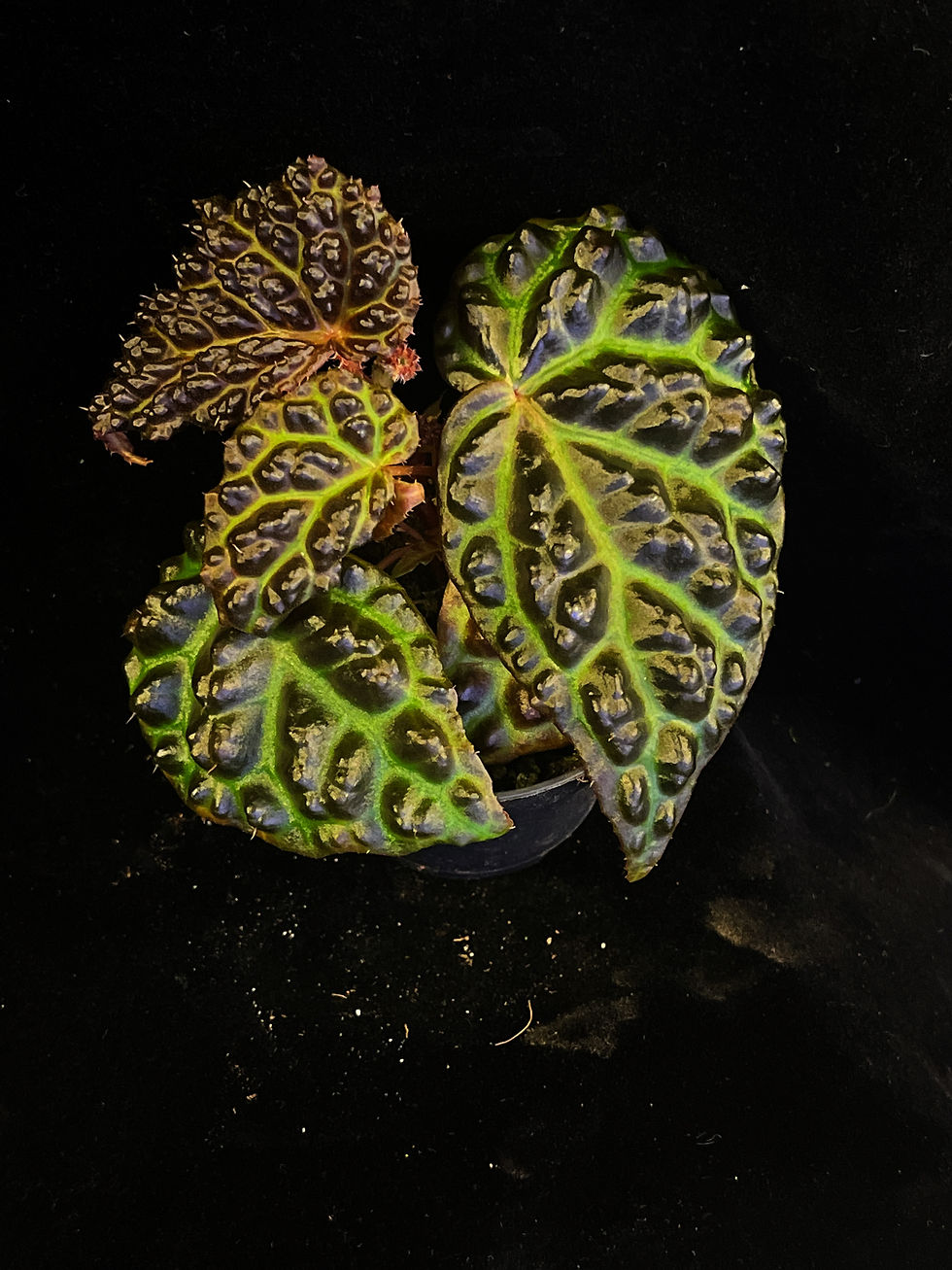 Thumbnail: Begonia blue dragon