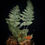 Thumbnail: Fern sp Indonesia ‘feather’