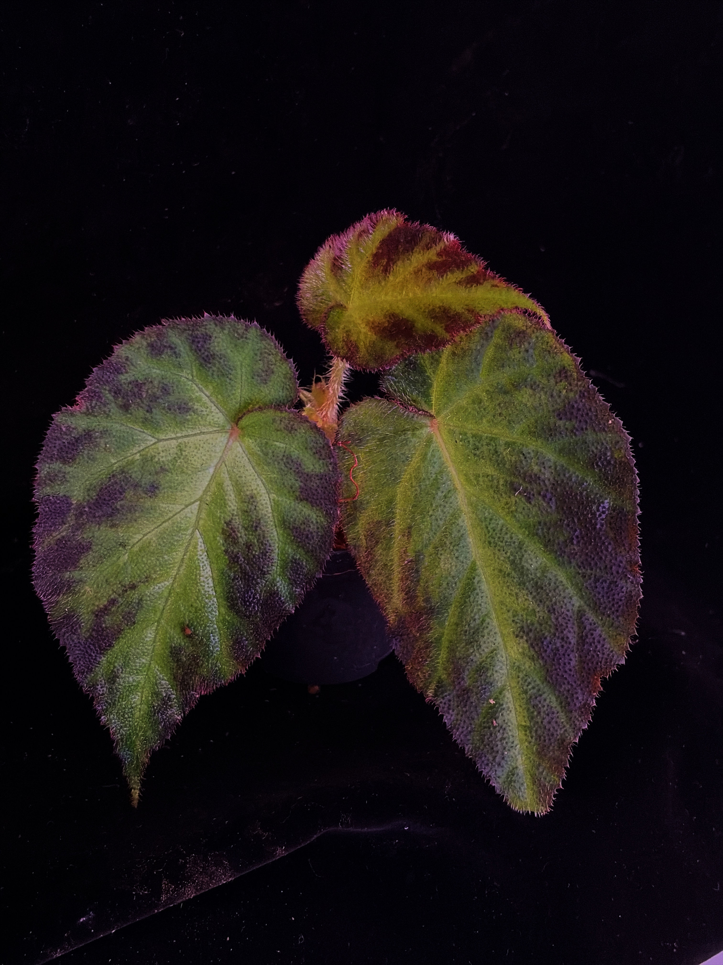 Begonia sp 