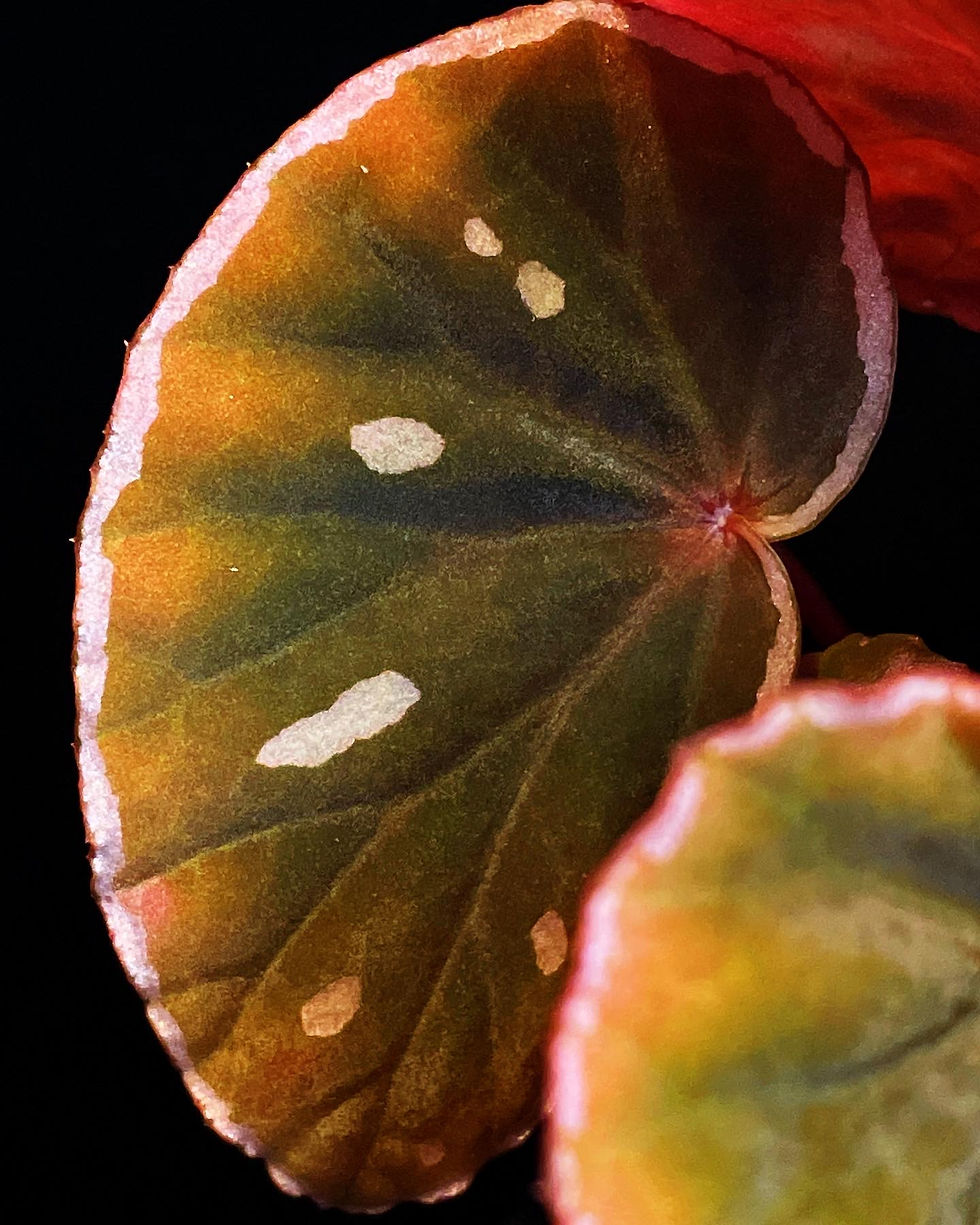 Begonia sp Sarawak