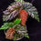 Thumbnail: Begonia sp Yamor