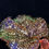 Thumbnail: Begonia sp white spots Thailand