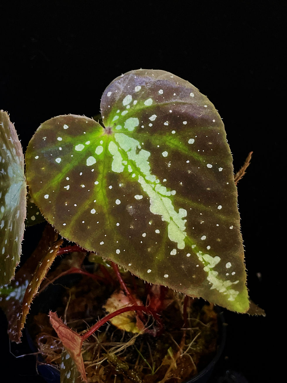 Thumbnail: Begonia Larvata