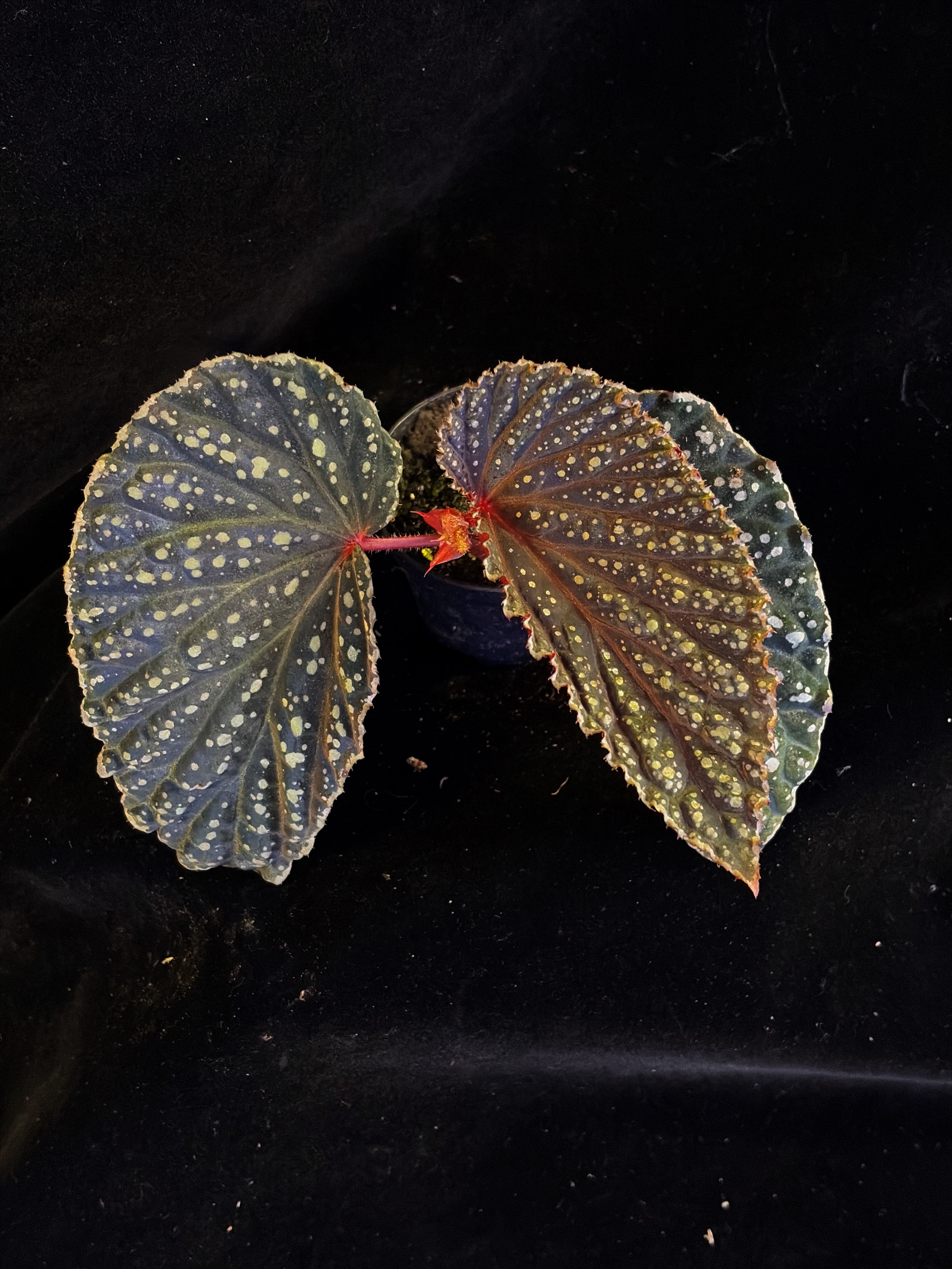 Begonia Atricha Velvet 