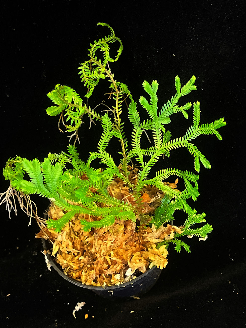 Thumbnail: Selaginella sp ‘skeleton’