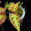 Thumbnail: Begonia sumatra