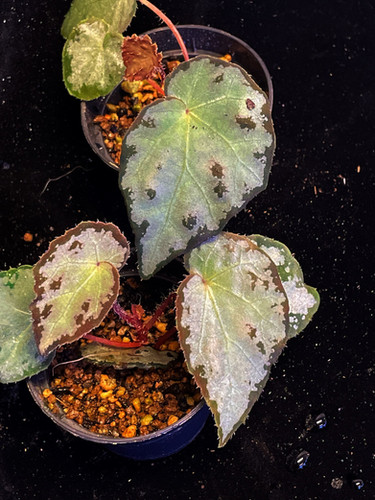 Begonia Wiformis | Ruperobe
