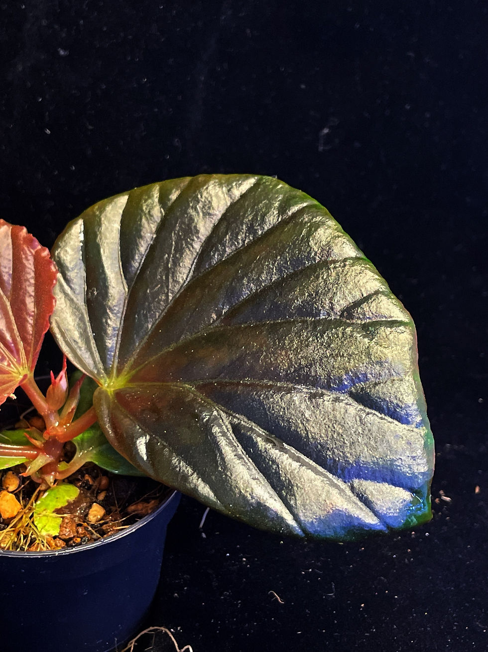 Thumbnail: Begonia Sulawesi black