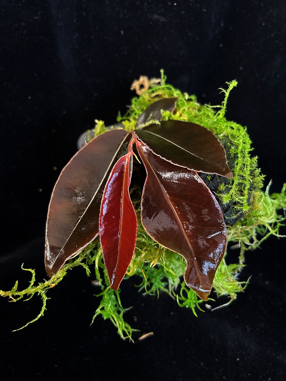 Thumbnail: selling plant