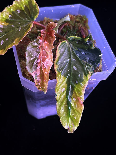 Begonia Dainty Spray Sport variegated | Ruperobe