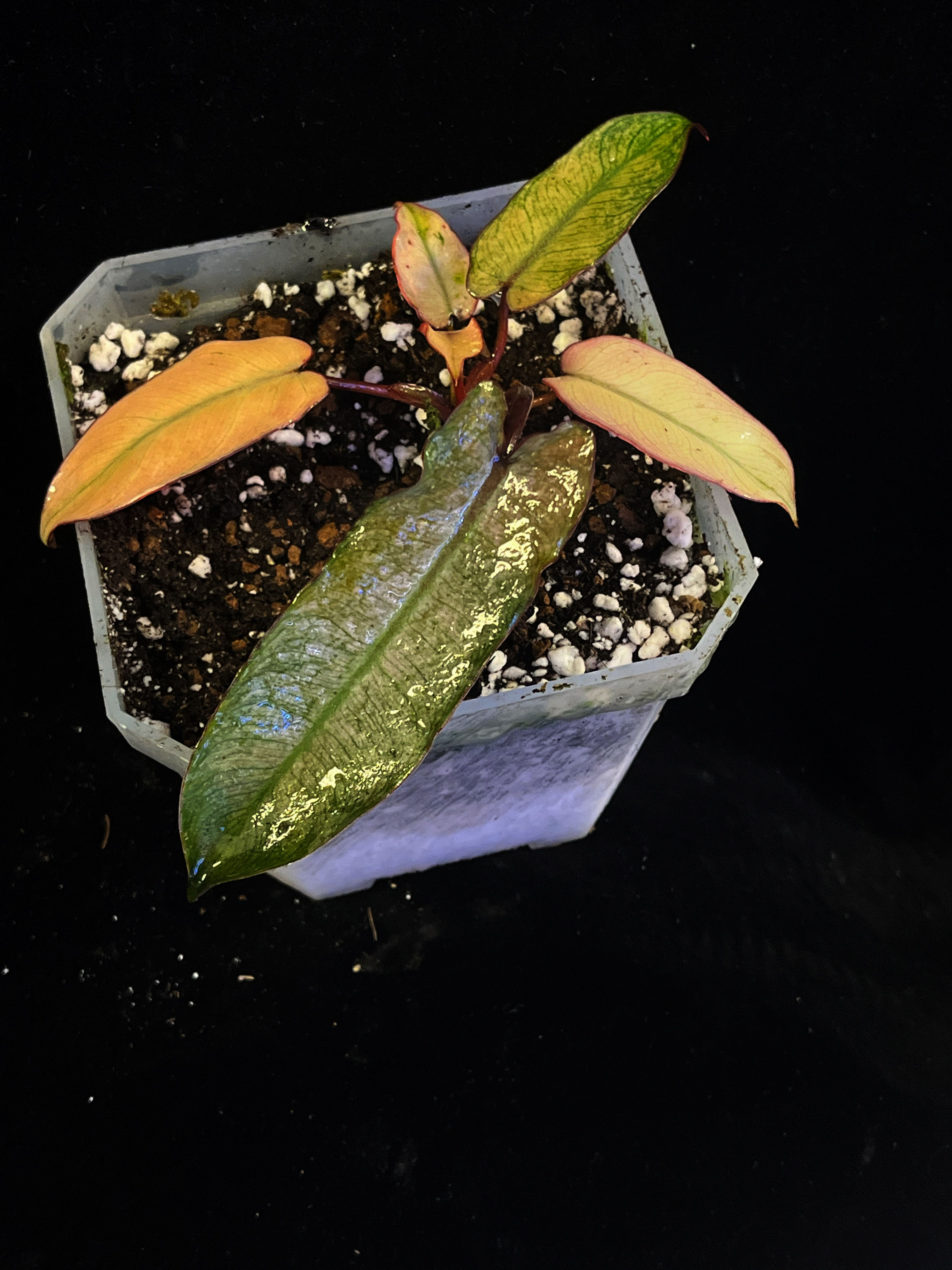 Billietiae variegated mint 