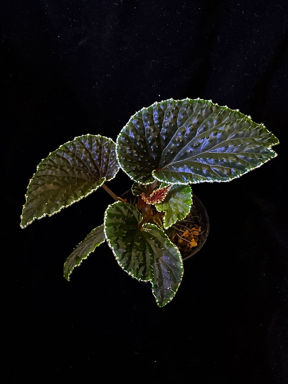 Begonia Ruthiae full plant