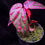 Thumbnail: Begonia crazy pink Lampung 