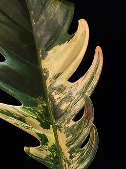Philodendron Caramel Marble