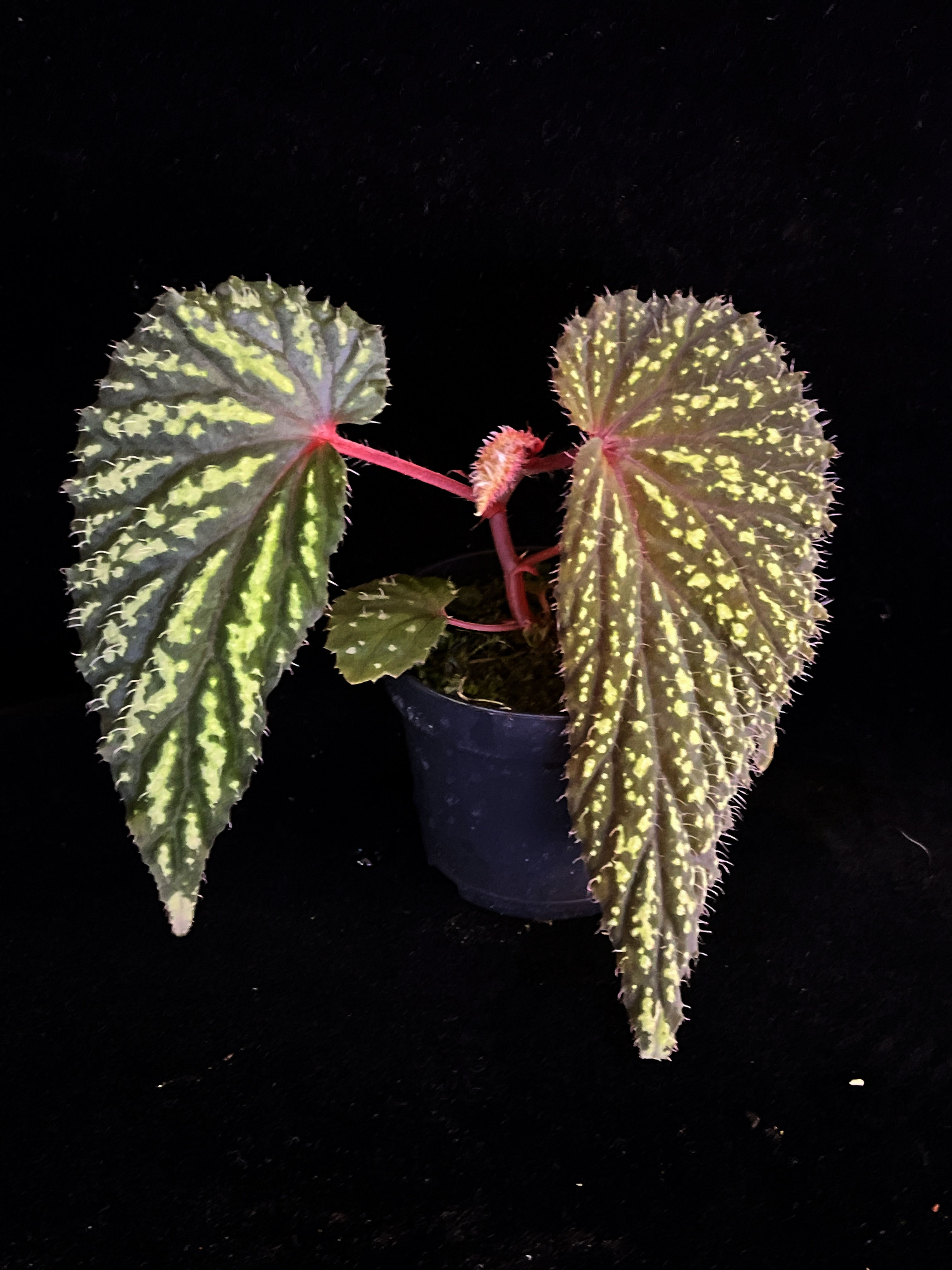 Begonia sp West Kalimantan