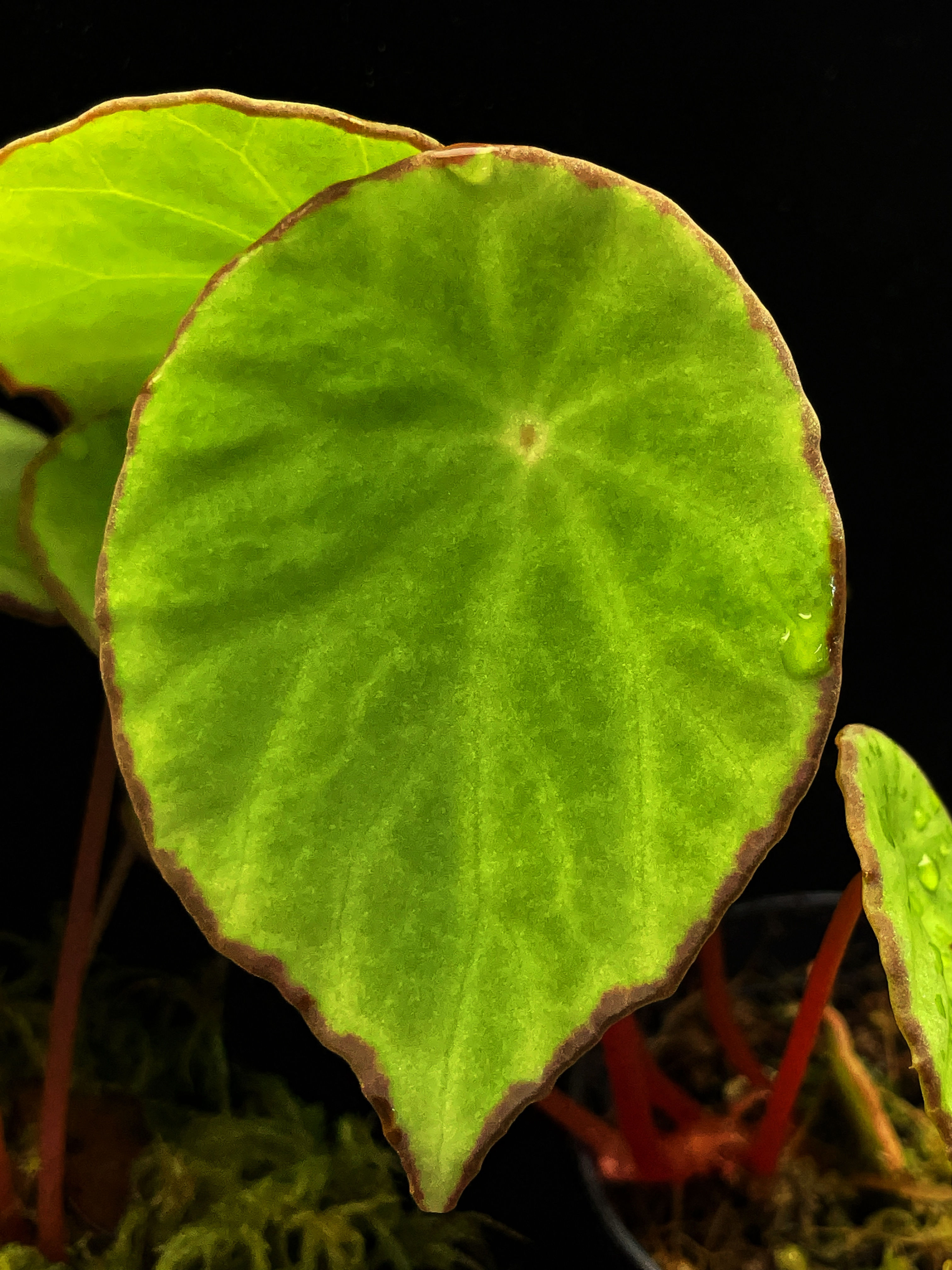 Begonia