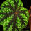 Thumbnail: Begonia Shiwanshanensis