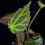 Thumbnail: Begonia Chloroneura