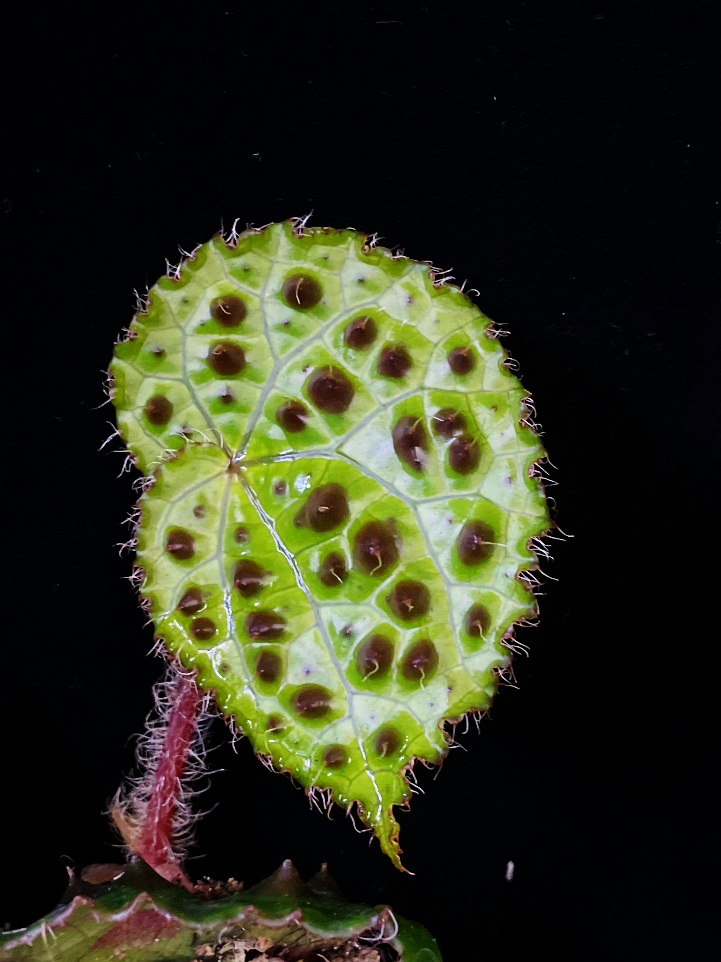 Begonia Melanobullata