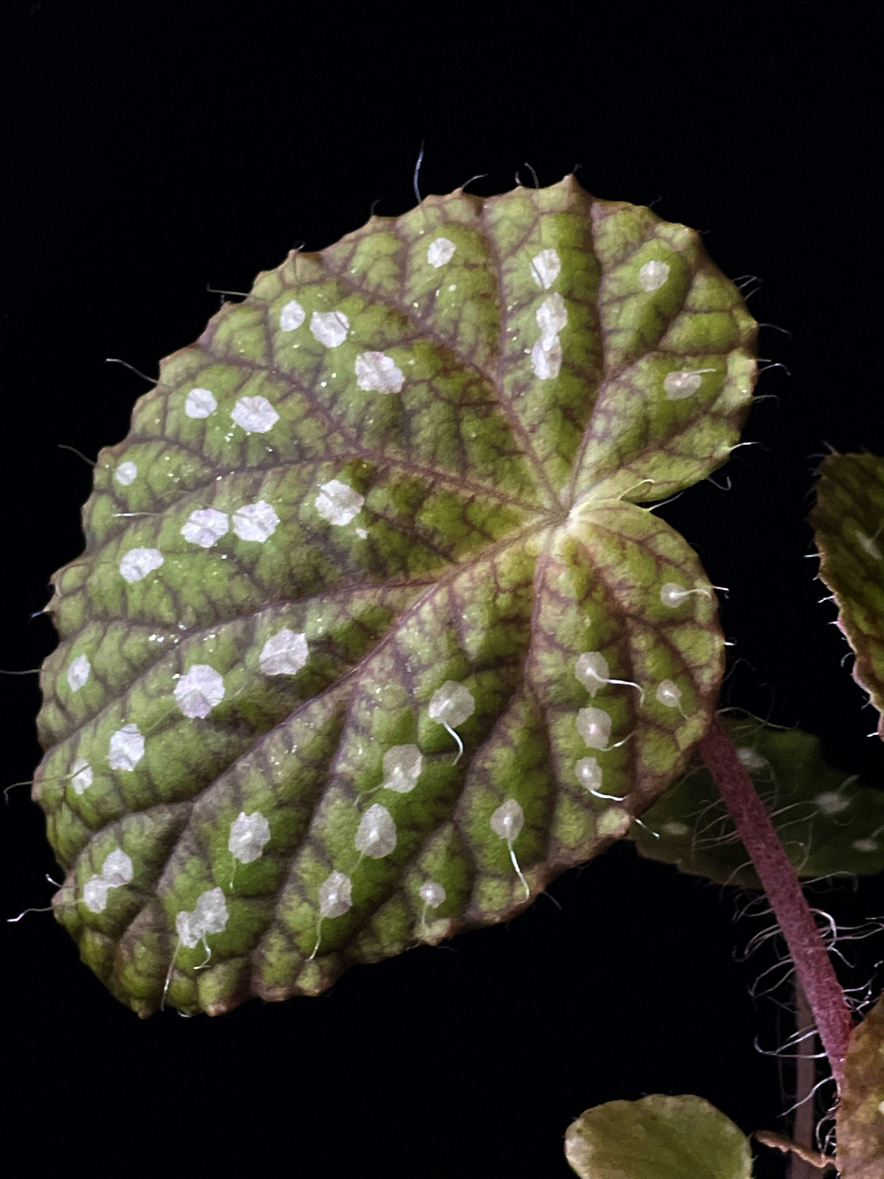 Begonia sp China