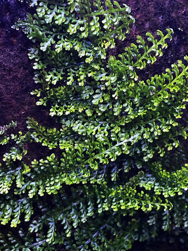 Teratophyllum rotundifoliatum | Ruperobe