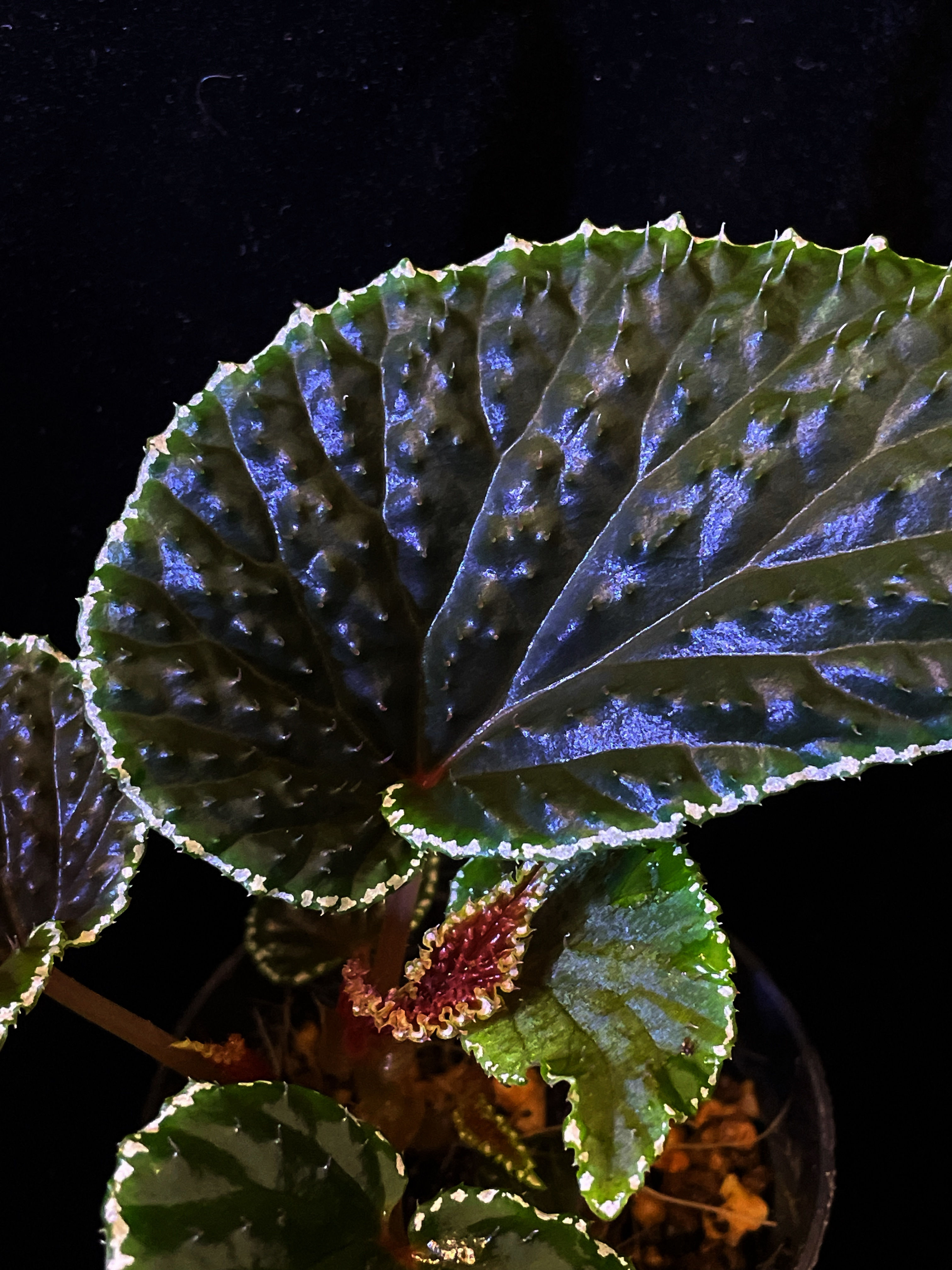 Begonia