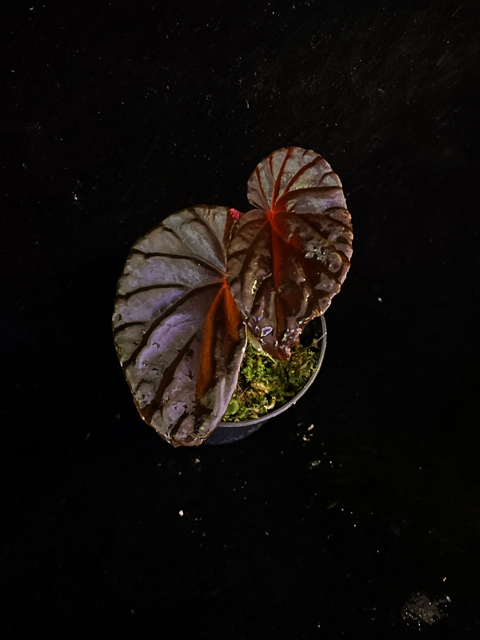Thumbnail: Begonia Black blood 