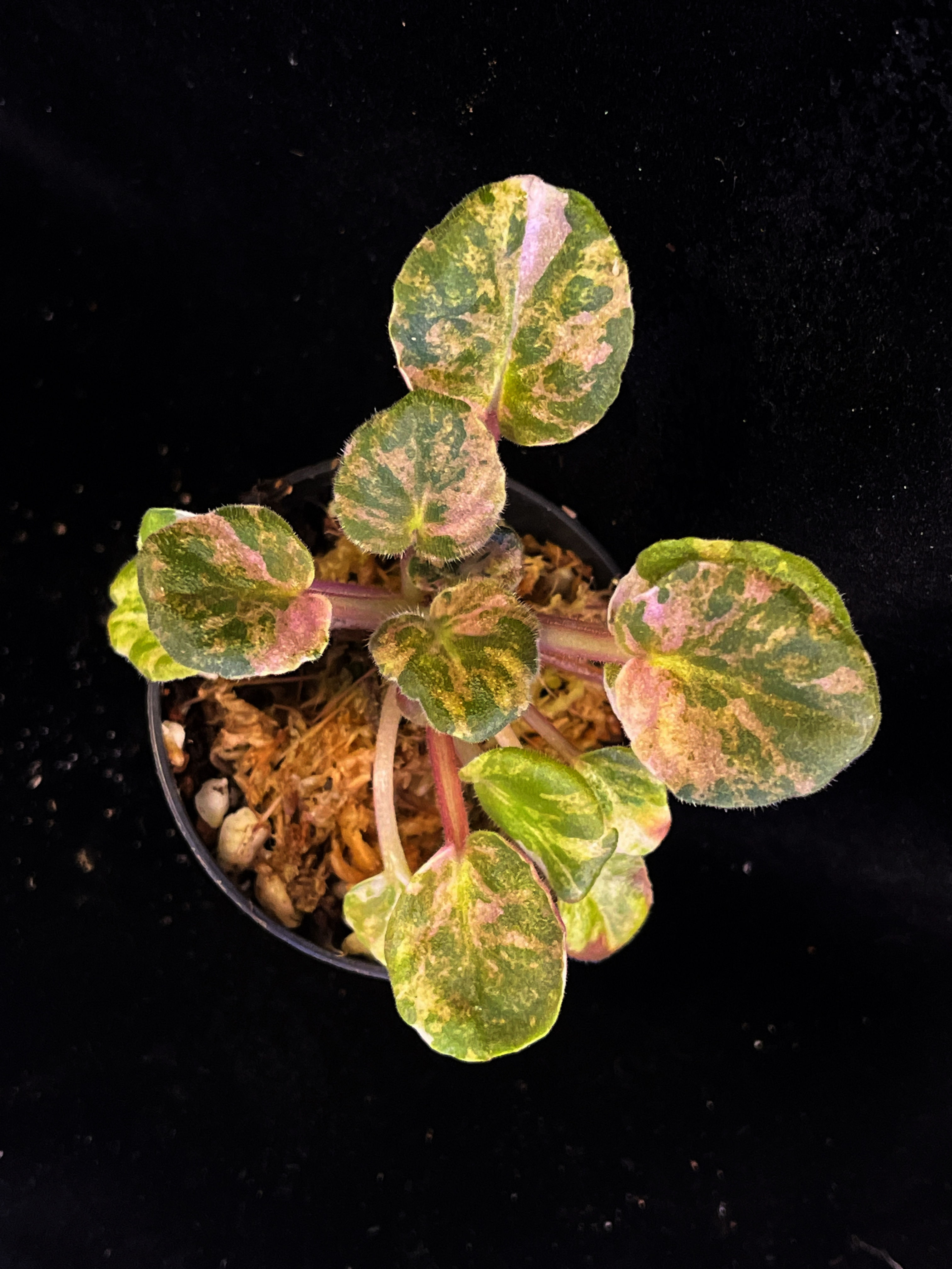 African violet variegated 