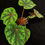 Thumbnail: Begonia Shiwanshanensis