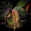 Thumbnail: Begonia sp spots Thailand