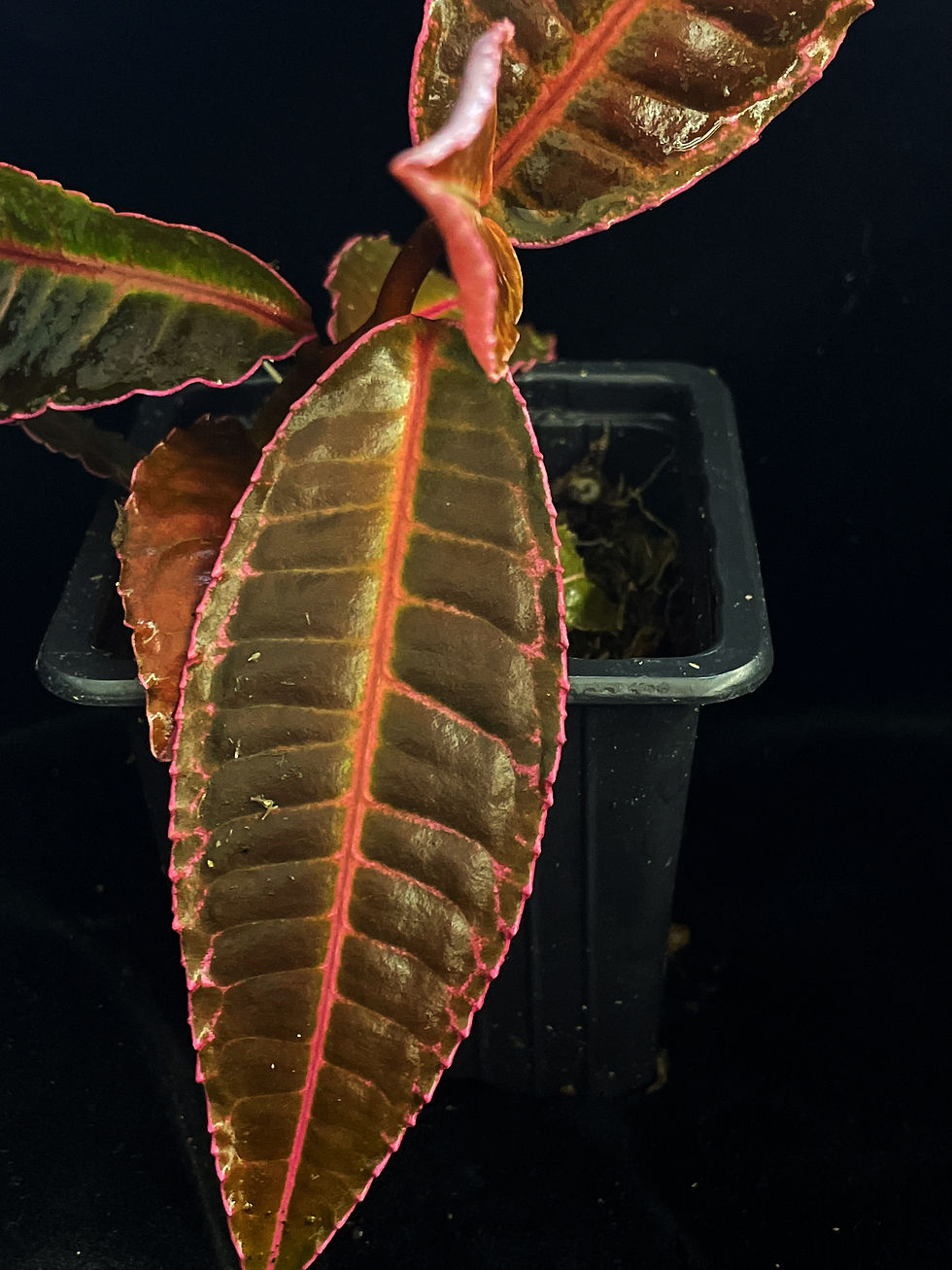 Labisia sp
