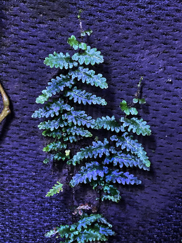 Teratophyllum rotundifoliatum | Ruperobe