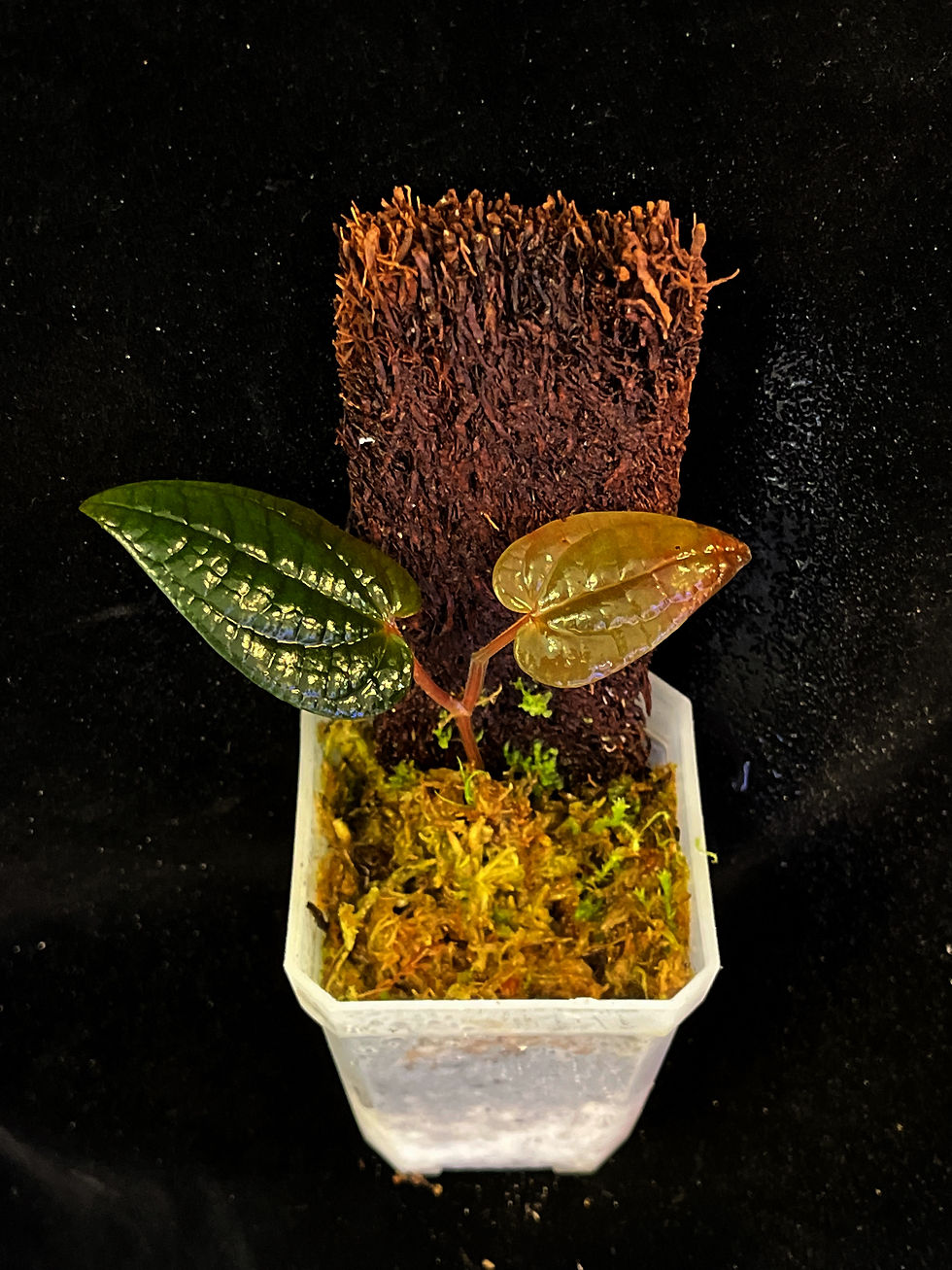 Thumbnail: Piper luxurians