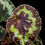 Thumbnail: Begonia Rigidifolia sp Sonhungii