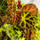 Thumbnail: Begonia Sarawak x Dracopelta
