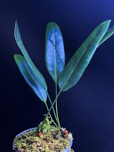 Elaphoglossum metallicum - – Carnivero 青く光るシダ llicum 観葉