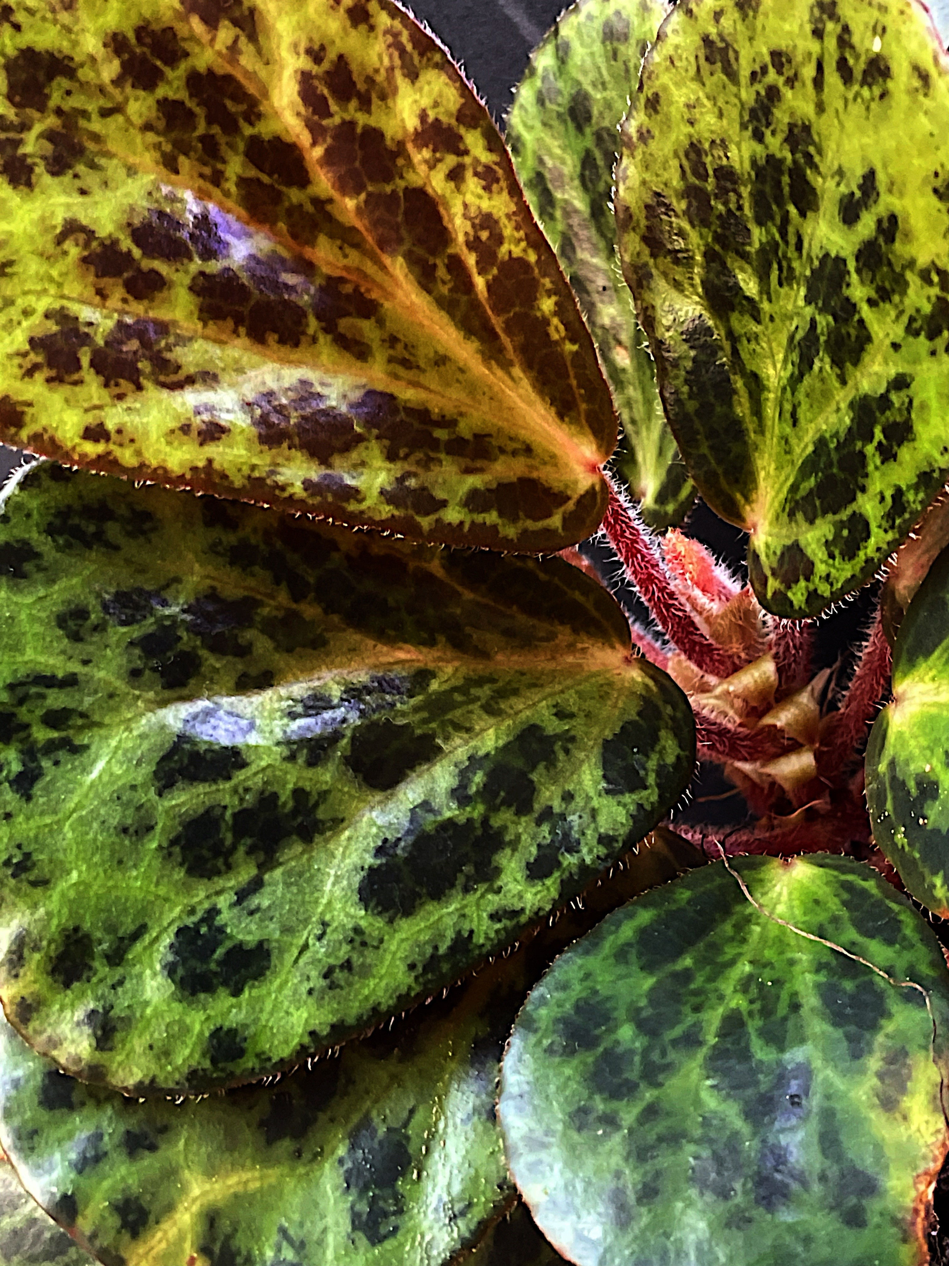 Begonia Blancii Mottled Green