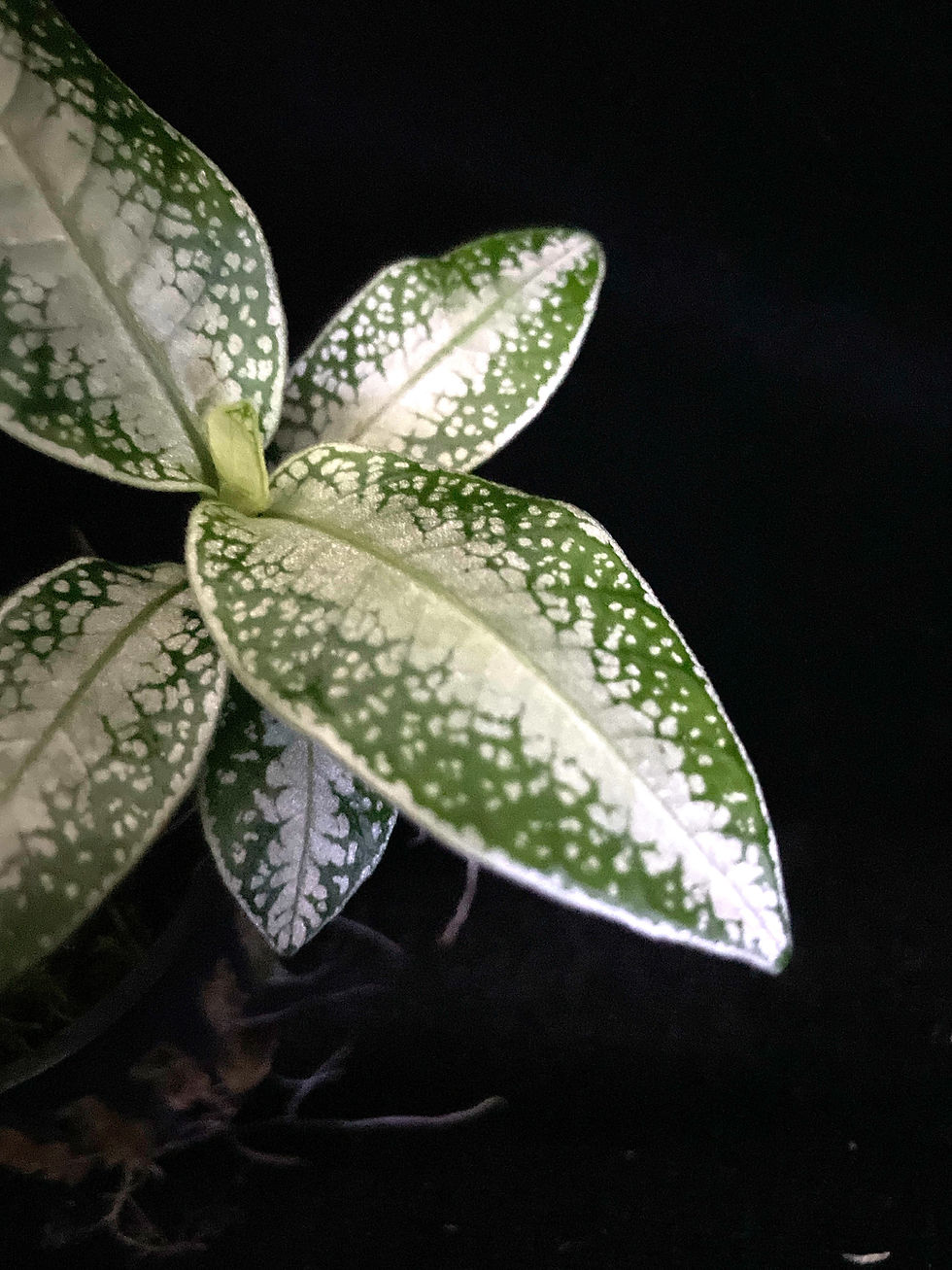 Argostemma