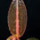 Thumbnail: Labisia sp red