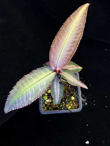 Labisia sp. White pink | Ruperobe