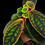 Thumbnail: Sonerila sp Rainbow