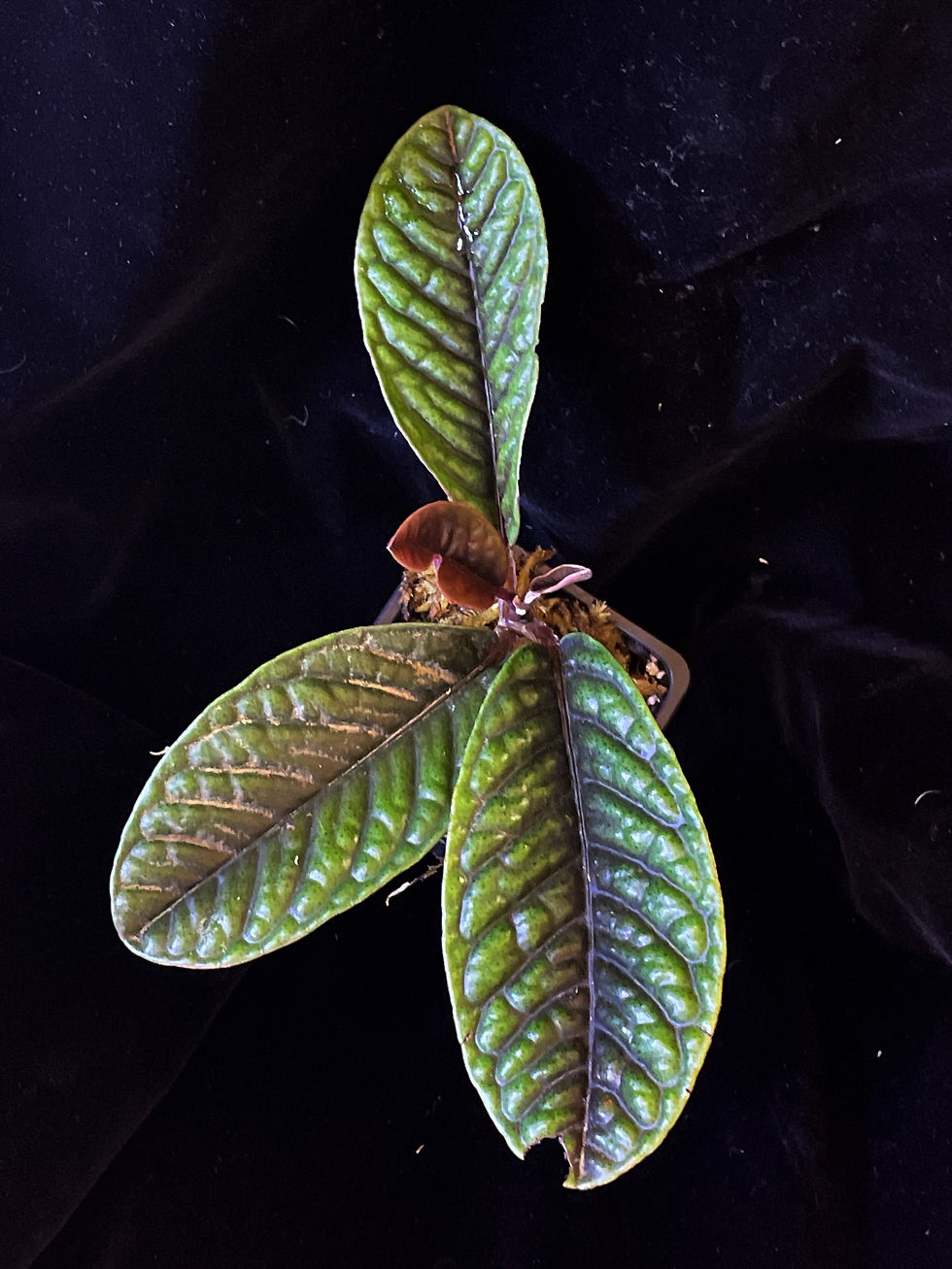Thumbnail: green leaves