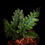 Thumbnail: Fern sp Indonesia ‘greenie’
