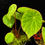 Thumbnail: Begonia scapigera