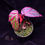 Thumbnail: Begonia crazy pink Lampung 