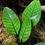 Thumbnail: Fern