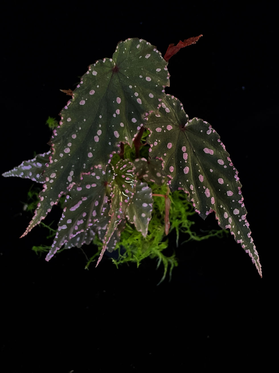 Thumbnail: Begonia Gracilicyma