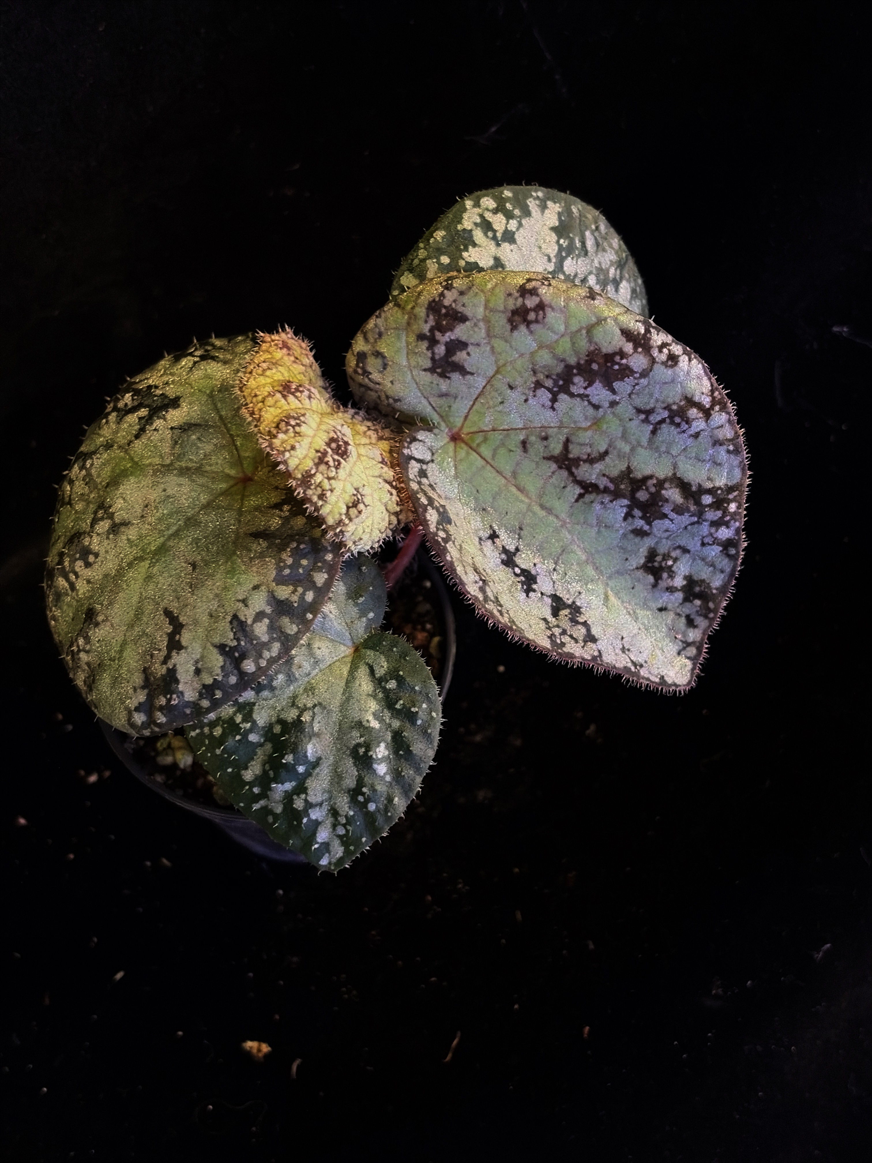 Begonia Variifolia