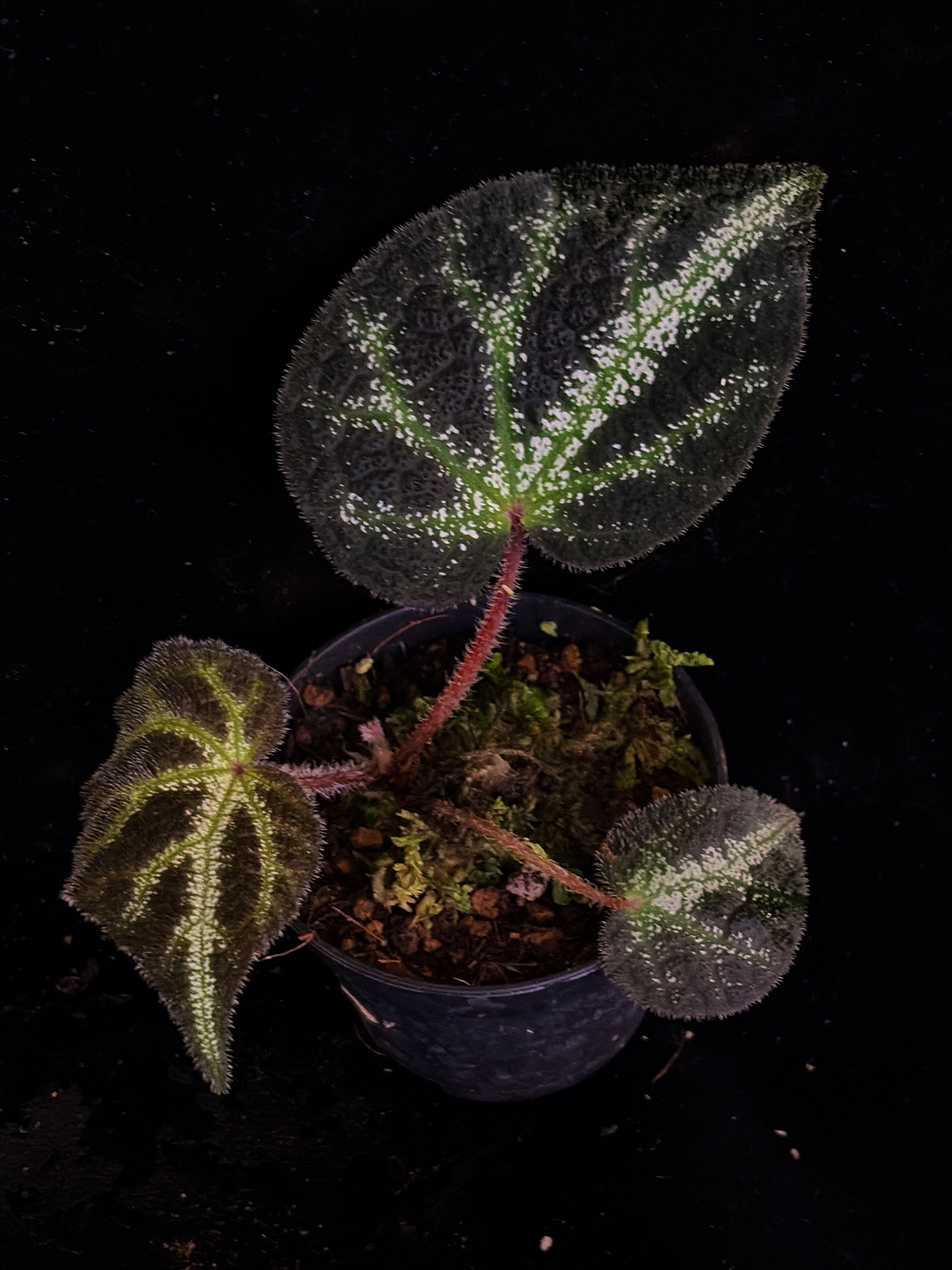 Begonia sp Guangxi 